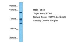 HNRPA3 Antibody, Novus Biologicals 100 &mu;L | Buy Online | Novus Biologicals | Fisher Scientific